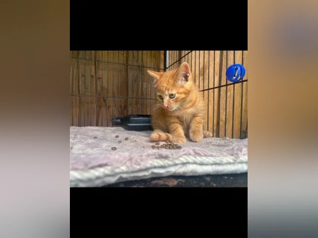 CHATON 9 SEMAINES, à donner thumbnail 2