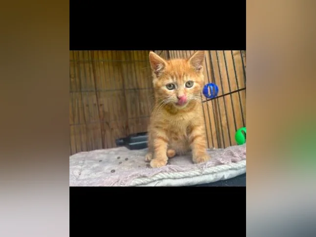 CHATON 9 SEMAINES, à donner