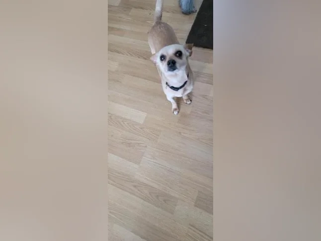 Chihuahua