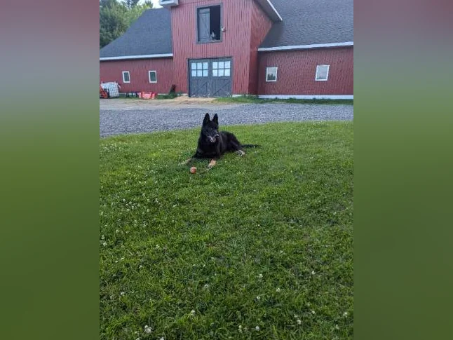 Chiots berger allemand/ German shepherd puppies