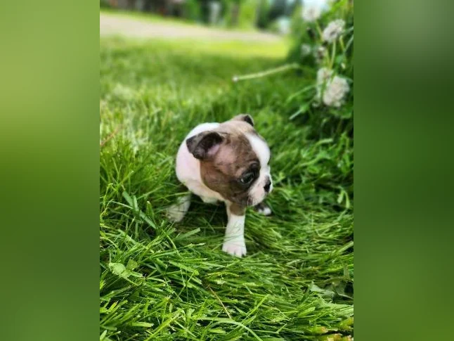 Boston terrier thumbnail 7