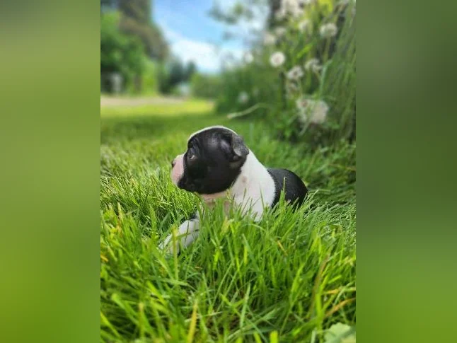 Boston terrier thumbnail 2
