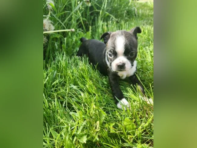 Boston terrier thumbnail 9