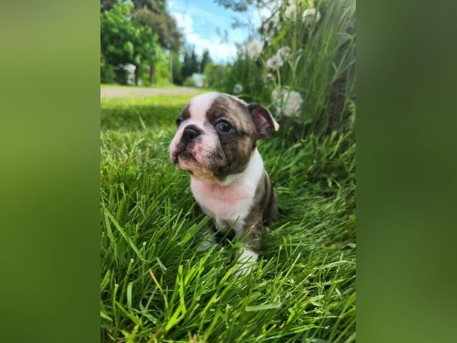 Boston terrier thumbnail 4