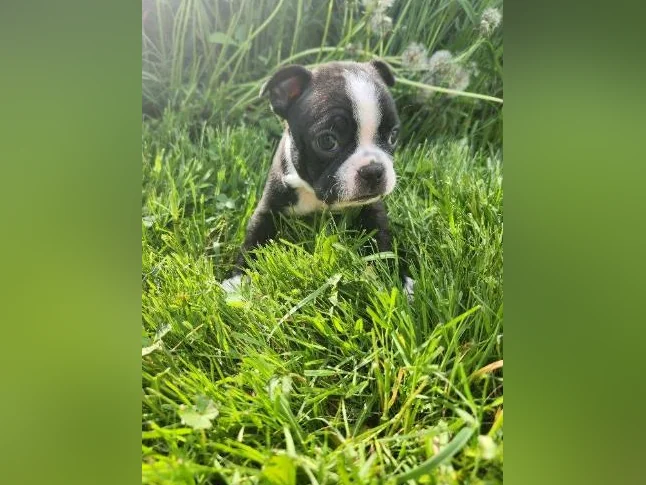 Boston terrier thumbnail 8