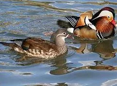 Canard mandarin, branchu, pilet, siffleur, tadorne etc. thumbnail 4