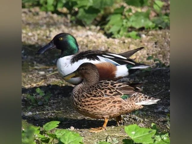 Canard mandarin, branchu, pilet, siffleur, tadorne etc. thumbnail 2