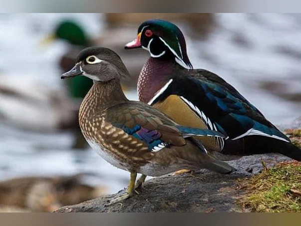 Canard mandarin, branchu, pilet, siffleur, tadorne etc.