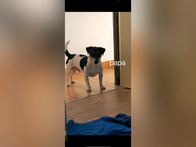 Magnifiques chiots Russell thumbnail 2