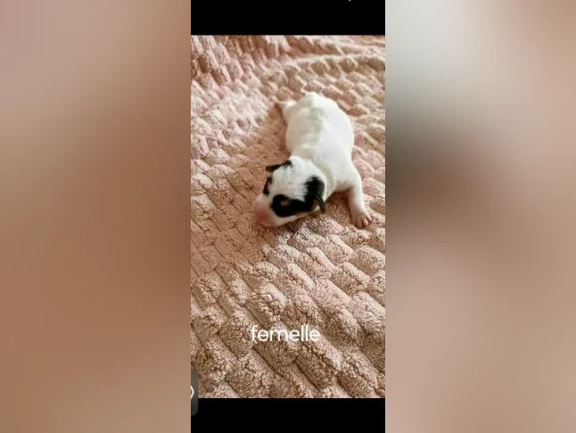 Magnifiques chiots Russell thumbnail 6