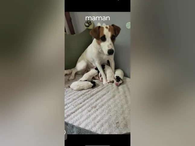 Magnifiques chiots Russell