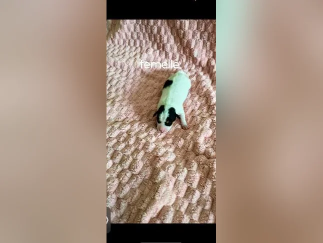 Magnifiques chiots Russell thumbnail 3