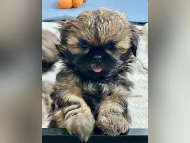 Shih Tzu ( moins de 10 lbs ) thumbnail 3