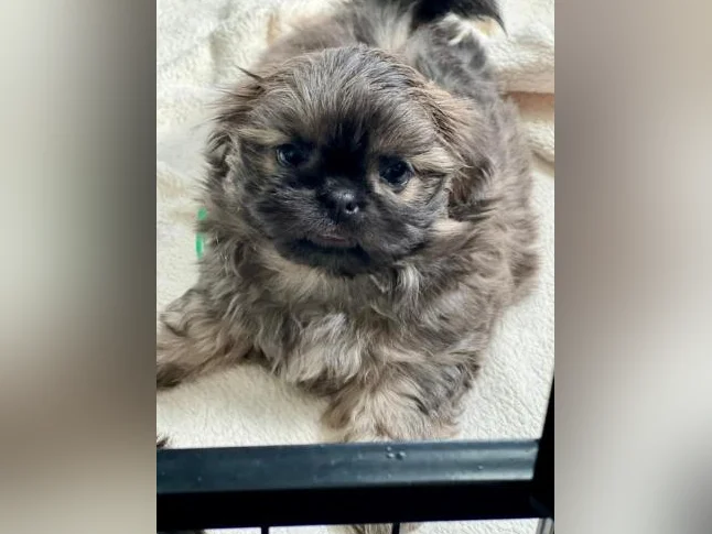 Shih Tzu ( moins de 10 lbs ) thumbnail 2