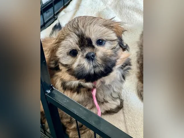 Shih Tzu ( moins de 10 lbs )