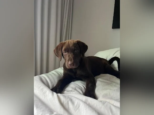 Chocolate Labrador Puppy
