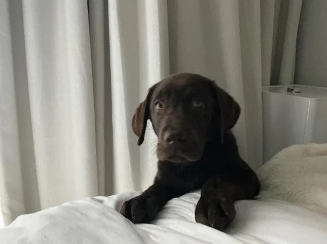 Chocolate Labrador Puppy thumbnail 7