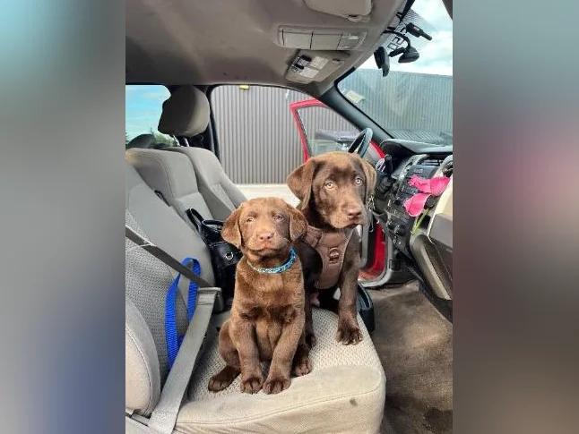 Chocolate Labrador Puppy thumbnail 6