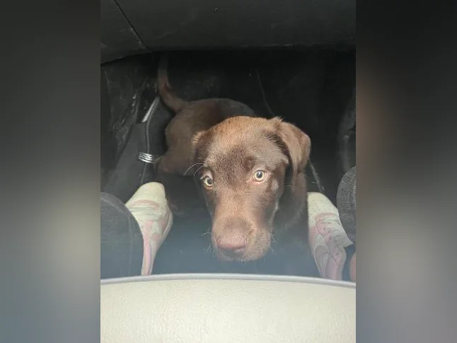 Chocolate Labrador Puppy thumbnail 8