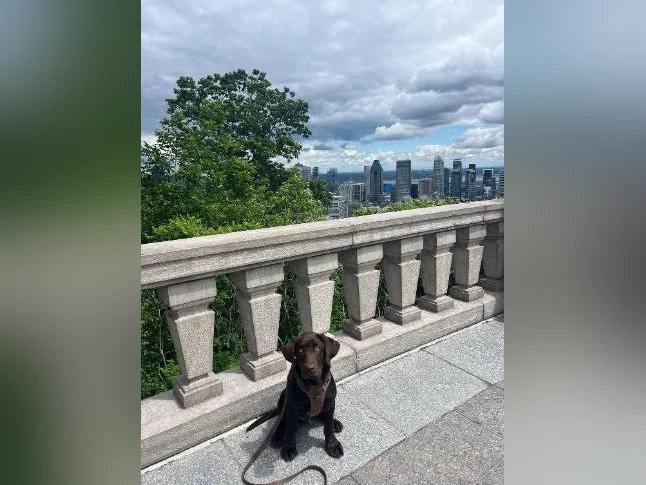 Chocolate Labrador Puppy thumbnail 2