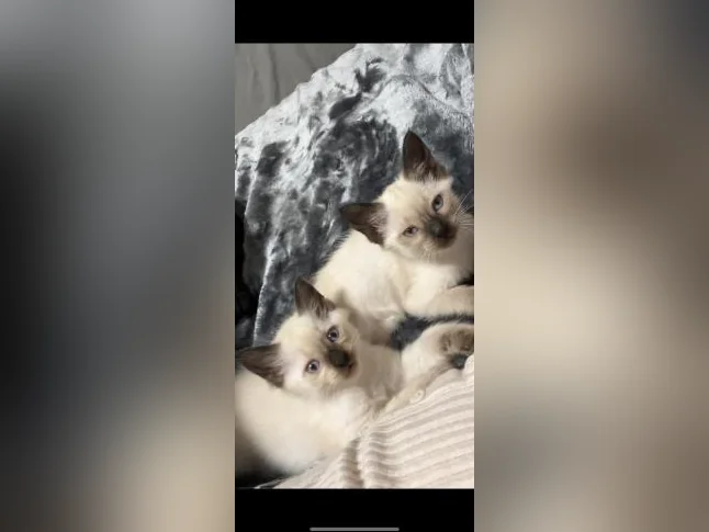 Chaton Siamois thumbnail 2