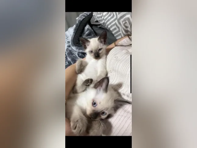 Chaton Siamois