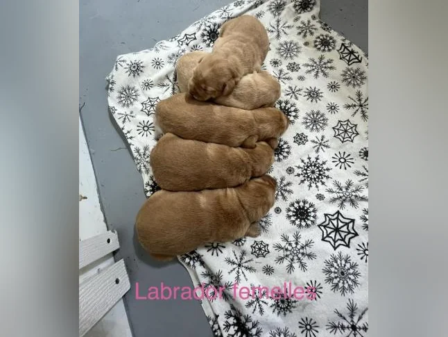 Labrador pure race thumbnail 6