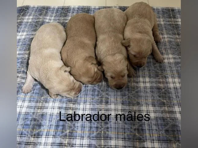 Labrador pure race thumbnail 3