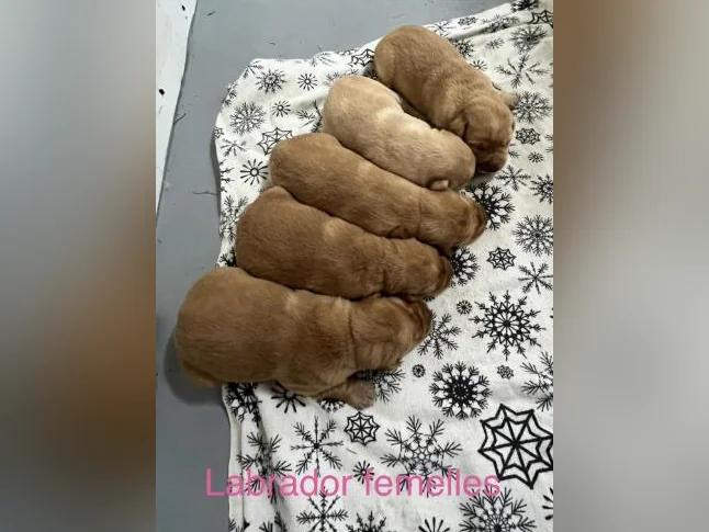 Labrador pure race thumbnail 4