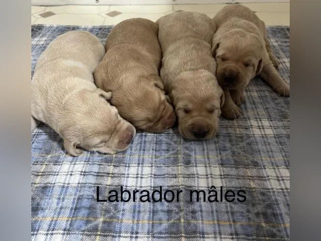 Labrador pure race thumbnail 2