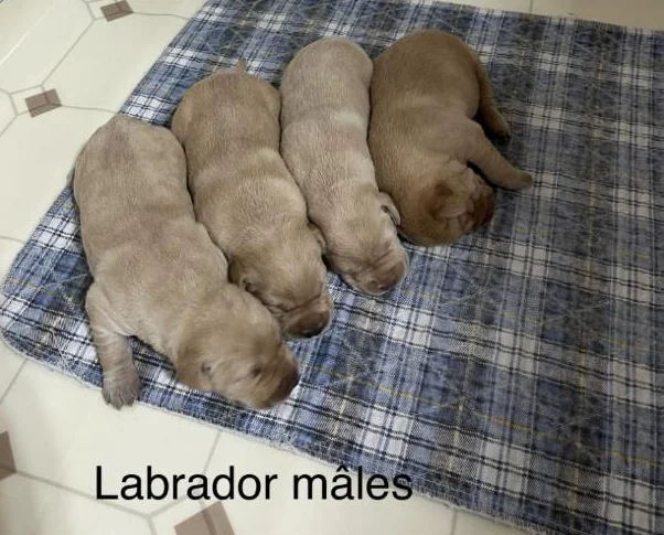 Labrador pure race