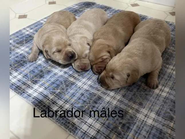 Labrador pure race thumbnail 5
