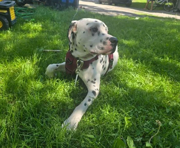 Chien dalmatiens pitt thumbnail 4