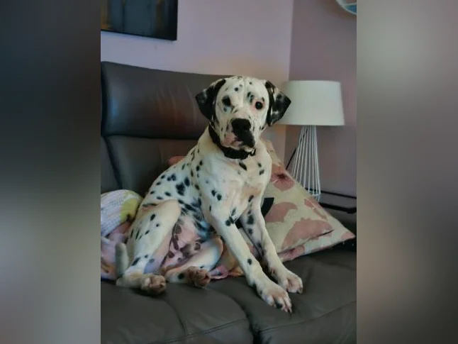 Chien dalmatiens pitt thumbnail 2