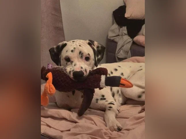Chien dalmatiens pitt thumbnail 3