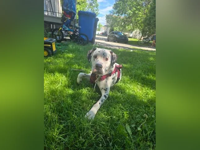 Chien dalmatiens pitt