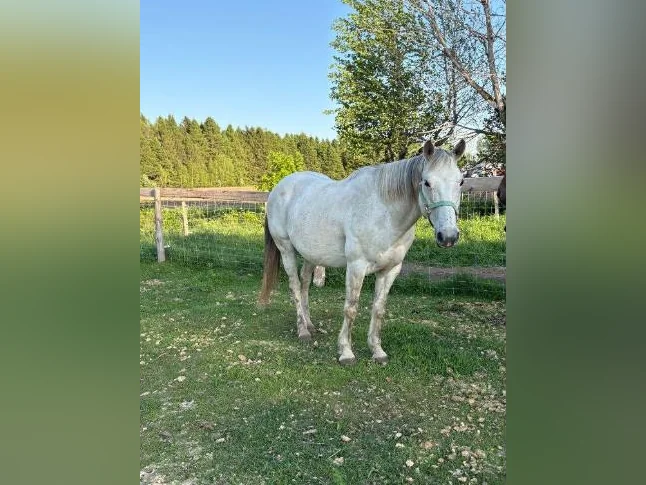 Cheval- jument à vendre