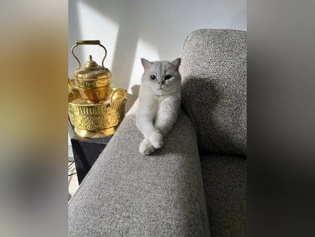 Scottish Shorthair