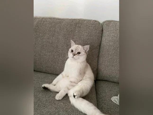Scottish Shorthair thumbnail 2