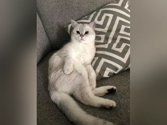 Scottish Shorthair thumbnail 3