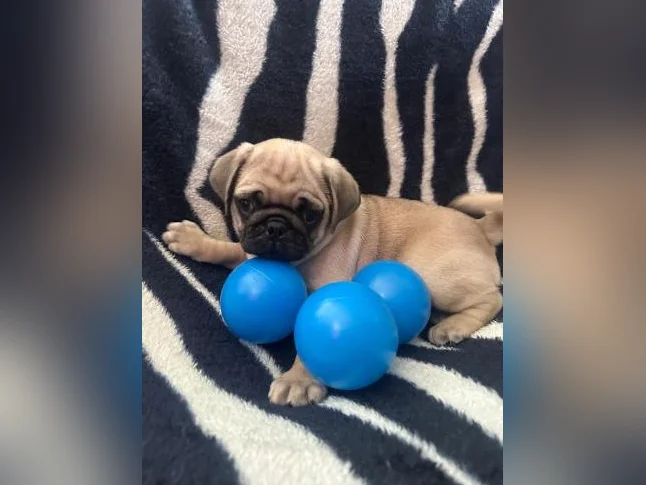 Beaux bébés Pug Carlin prêt à quitter pour leur nouvelle famille!!! thumbnail 8