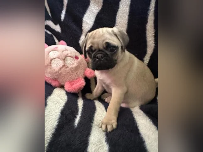 Beaux bébés Pug Carlin prêt à quitter pour leur nouvelle famille!!! thumbnail 2