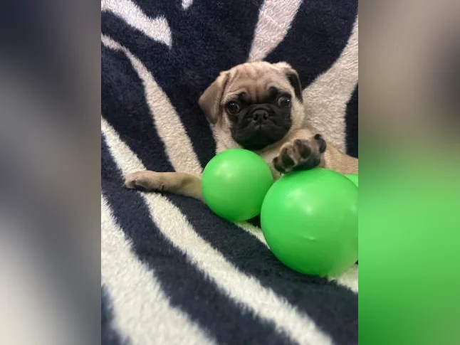 Beaux bébés Pug Carlin prêt à quitter pour leur nouvelle famille!!! thumbnail 5