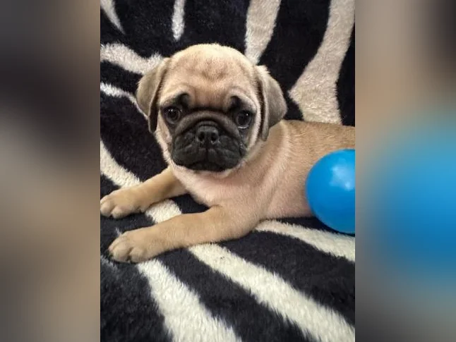 Beaux bébés Pug Carlin prêt à quitter pour leur nouvelle famille!!! thumbnail 6