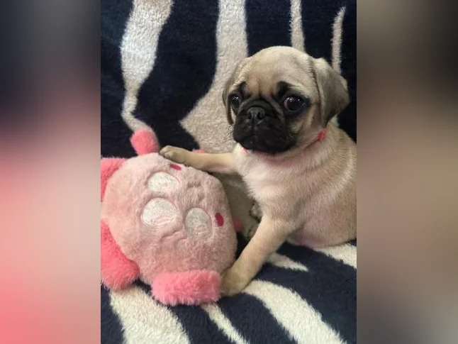 Beaux bébés Pug Carlin prêt à quitter pour leur nouvelle famille!!! thumbnail 9