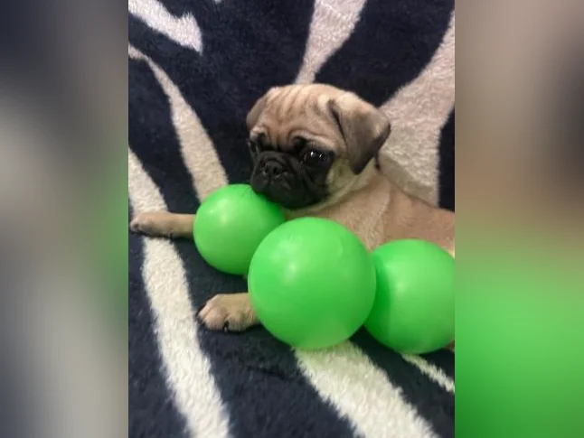 Beaux bébés Pug Carlin prêt à quitter pour leur nouvelle famille!!! thumbnail 3