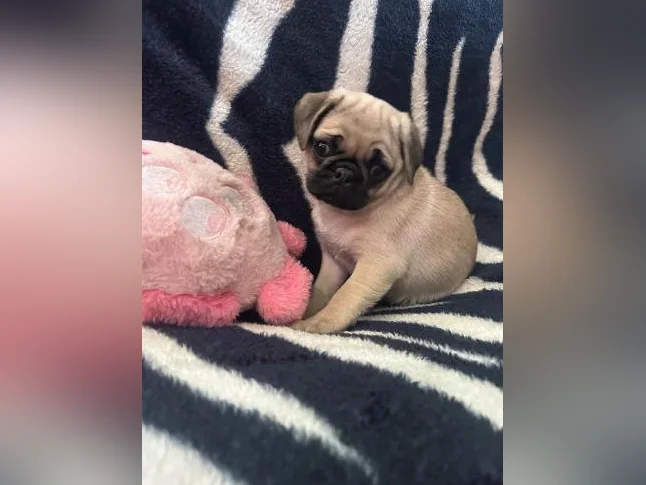 Beaux bébés Pug Carlin prêt à quitter pour leur nouvelle famille!!!
