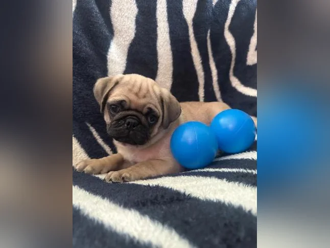 Beaux bébés Pug Carlin prêt à quitter pour leur nouvelle famille!!! thumbnail 7