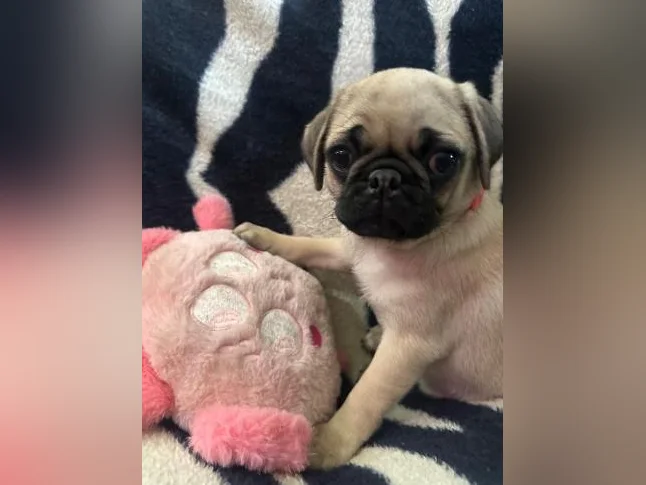 Beaux bébés Pug Carlin prêt à quitter pour leur nouvelle famille!!! thumbnail 10