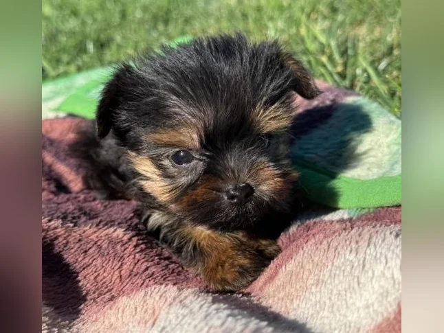 1 male+1 femelle  teacup Yorkshire